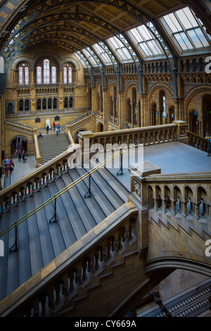 Il Museo di Storia Naturale è in Exhibition Road, South Kensington, Londra, Inghilterra Foto Stock