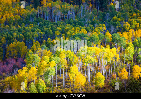 Aspens su una collina nelle montagne di San Juan di Colorado Foto Stock