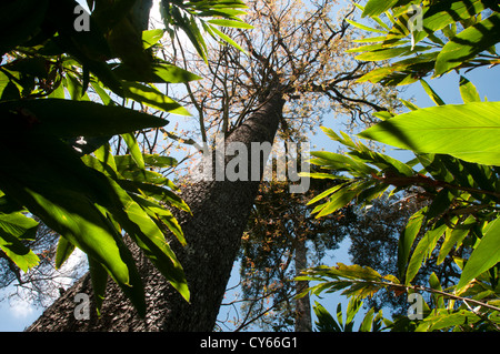 Legno nero, palissandro indiano tree Foto Stock