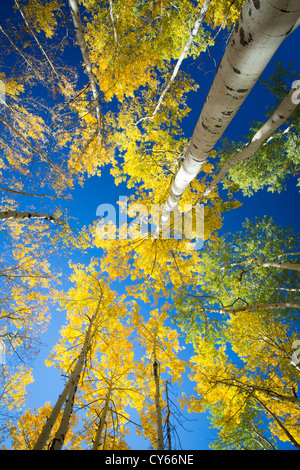 Aspen Grove in colori autunnali nelle montagne di San Juan di Colorado Foto Stock