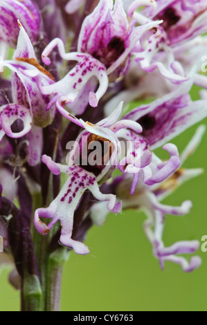 Un close-up sui broccoli di una scimmia orchidea (Orchis simia) fioritura a Parkgate giù nel Kent. giugno. Foto Stock