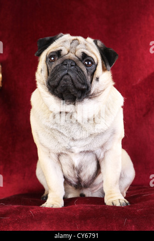 pug di seduta Foto Stock