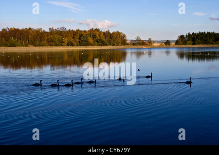 Fila di cigni nuoto attraverso il parco Clatto stagno su una soleggiata giornata autunnale nelle aree urbane Dundee,UK Foto Stock