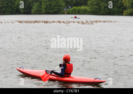 Un gregge misto di adulti e giovani oche graylag (Anser anser) e Oche del Canada (Branta canadensis) essendo arrotondato fino a Sevenoaks Foto Stock