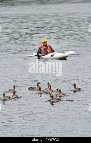 Un gregge misto di adulti e giovani oche graylag (Anser anser) essendo arrotondato e guidato verso le penne di contenimento sulla riva Foto Stock