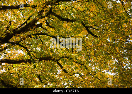 Sotto la tettoia dell'ippocastano in autunno (Aesculus hippocastanum) Foto Stock