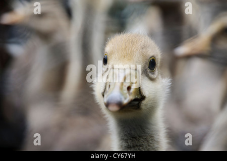 Una chiusura sulla testa di un oca graylag (Anser anser) gosling nell'azienda penne durante l'oca annuale roundup a Sevenoaks Foto Stock