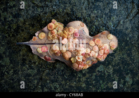 Galls Spangle sul lato inferiore di una foglia di quercia in autunno, Regno Unito Foto Stock