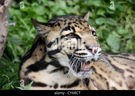 Il leopardo nuvola la testa con la bocca aperta, mostrando i denti. (Neofelis nebulosa) Foto Stock