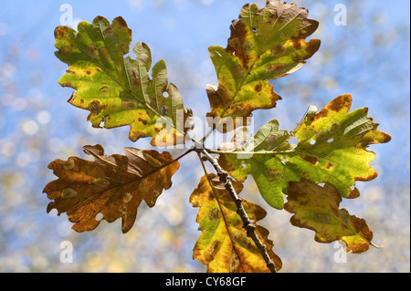 Foglie autunnali di una quercia (Quercus robur) Foto Stock