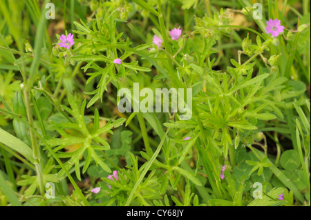 Cut-lasciato della gru-bill, Geranium dissectum Foto Stock