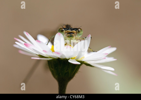 Una femmina blu comune damselfly (Enallagma cyathigerum) accordi di peering tra i petali di una margherita presso il College Lago riserva naturale Foto Stock