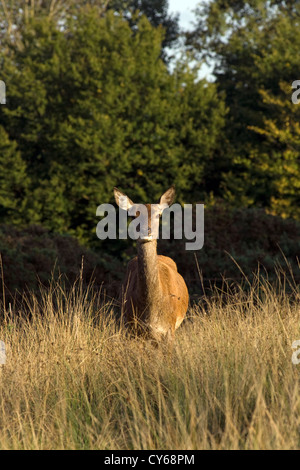Il cervo (Cervus elaphus) Foto Stock