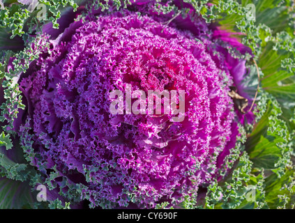 Decorativo cavolo viola close-up foto. Messa a fuoco selettiva Foto Stock