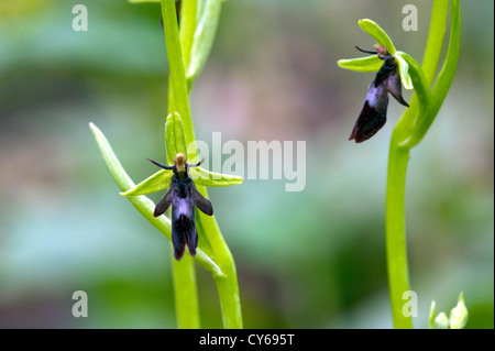 Fly orchid (Ophrys insectifera) Foto Stock