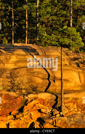 Red pini e cliff nella luce della sera, Wanup, Ontario, Canada Foto Stock