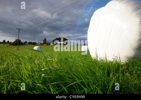 Balle di fieno avvolto in bianche lenzuola di plastica sono disseminati di un campo nella parte anteriore di un villaggio svedese Foto Stock