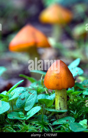 Annerimento waxcap fungo (Hygrocybe conica) Foto Stock