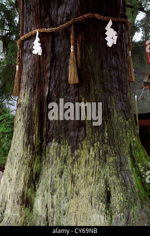 Shimenawa funi legate intorno agli alberi simboleggiano la presenza di 'kami' o gli dèi entro l'albero. Kasuga Taisha, Kyoto, Giappone. Foto Stock