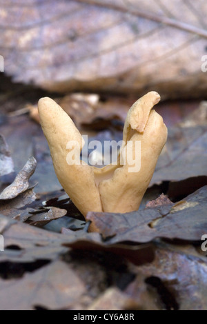 Hare's Ear fungo (Otidea onotica) Foto Stock