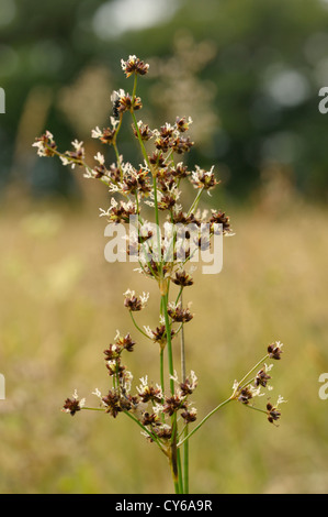 Raccordare Rush, Juncus articulatus Foto Stock