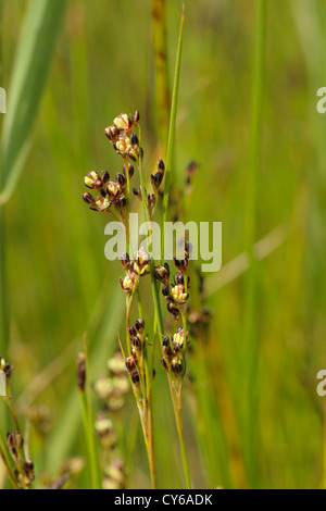 Saltmarsh Rush, Juncus gerardii Foto Stock