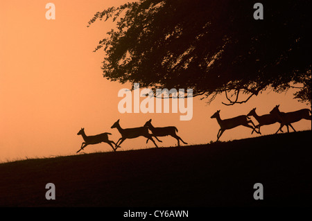 Daini (Cervus dama) Foto Stock