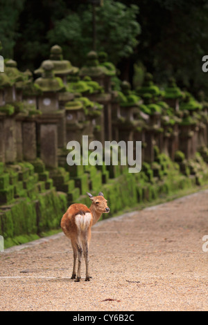 Un cervo selvatico sorge accanto ad una lunga linea di lanterne di pietra all'ingresso di Kasuga Taisha Sacrario di Nara, Giappone. Foto Stock