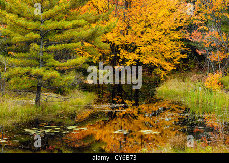 Il pino e acero riflessa in beaver pond, nei pressi di Pointe au Baril, Ontario, Canada Foto Stock