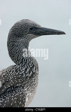 Northern Gannet (Morus bassanus) Foto Stock