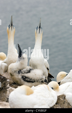 Northern Gannet (Morus bassanus) Foto Stock