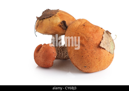 Il cappuccio arancione fungo isolato su sfondo bianco Foto Stock