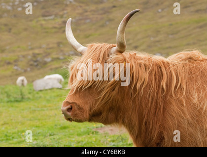 Highland mucca. Isola di Lewis. Outer Hebrides, Scozia Foto Stock