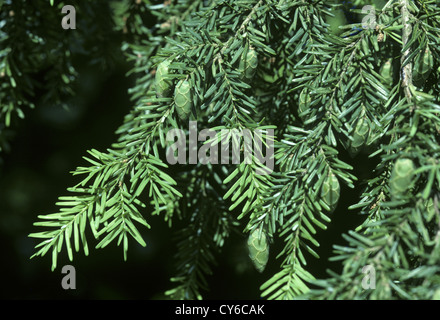 Western Hemlock-abete rosso Tsuga heterophylla (Pinaceae) Foto Stock