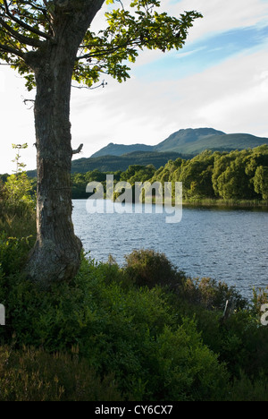 Guardando a Nord sul loch verso la montagna di Ben Lomond nel Trossachs National Park, Scozia Foto Stock