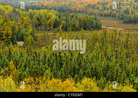 Vista dal Centro Visitatori balcone- abeti e autunno aceri, Algonquin Provincial Park, Ontario, Canada Foto Stock