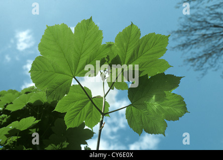Sycamore Acer pseudoplatanus Aceraceae Foto Stock