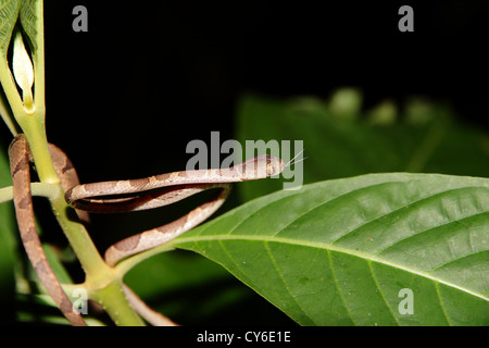 Una testa smussata Tree Snake (Imantodes cenchoa) seduto su un ramo, spostando la sua linguetta, in Manuel Antonio, Costa Rica. Foto Stock