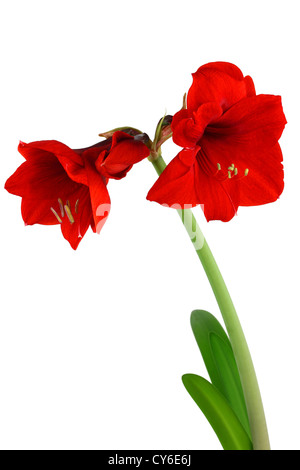 Rosso fiori amaryllis con poppa e lascia isolato su bianco Foto Stock