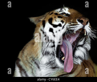 Tigre di Bengala Foto Stock