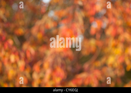 Morbido, sfocate, fotografato bokeh sfondo dalla natura Foto Stock