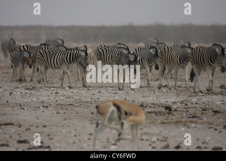 La Burchell zebra è una sottospecie meridionale della pianura zebra. Foto Stock