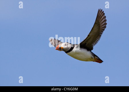 Puffini, Fratercula arctica in volo sopra le isole farne Foto Stock