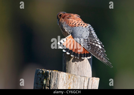 American Gheppio (Falco sparverius) maschio appollaiato su un post stretching ali in corrispondenza di cedro, l'isola di Vancouver, BC, Canada in Marzo Foto Stock