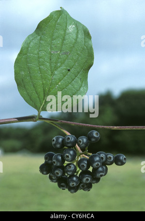 Corniolo Cornus sanguinea Cornaceae Foto Stock