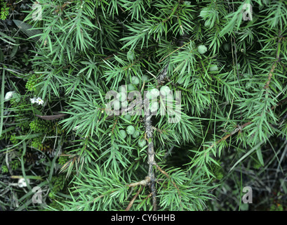 Ginepro comune Juniperus communis Cupressaceae Foto Stock