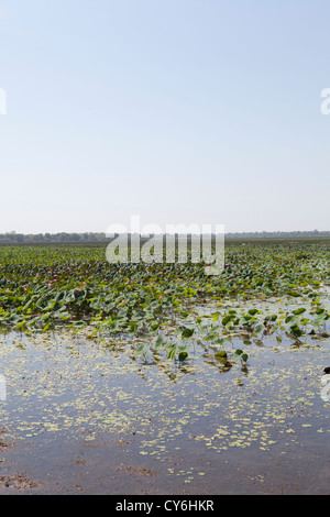 Mamukala zone umide nel Parco Nazionale Kakadu, Territorio del Nord, l'Australia. Foto Stock