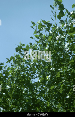 Nero-pioppo Populus nigra ssp. betulifolia (Salicaceae) Foto Stock