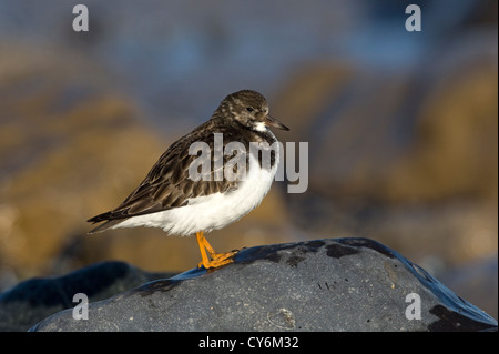 Voltapietre (Arenaria interpres) Foto Stock