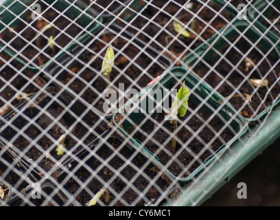 Runner Bean piantine essendo protetto da una maglia a filo Foto Stock